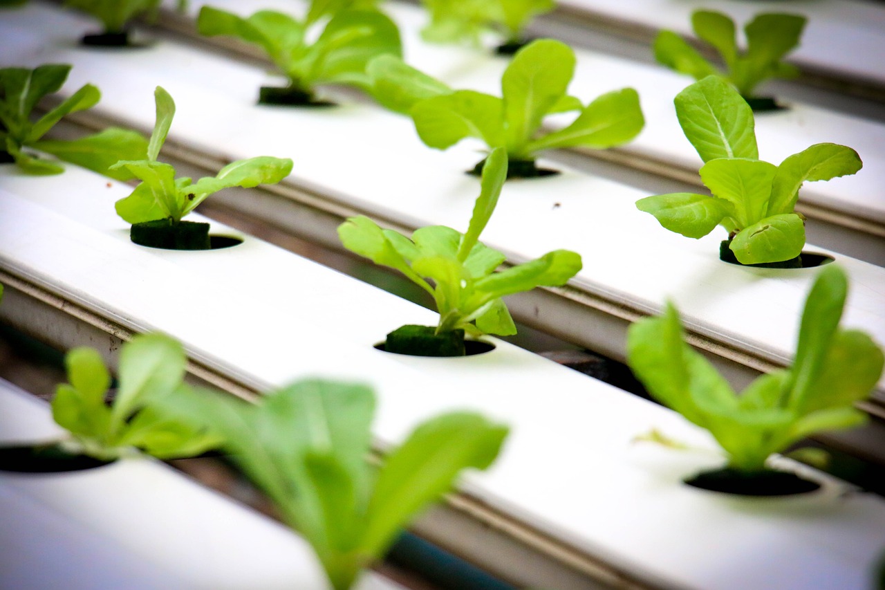 Growing Health: Hydroponics and Medicinal Plants