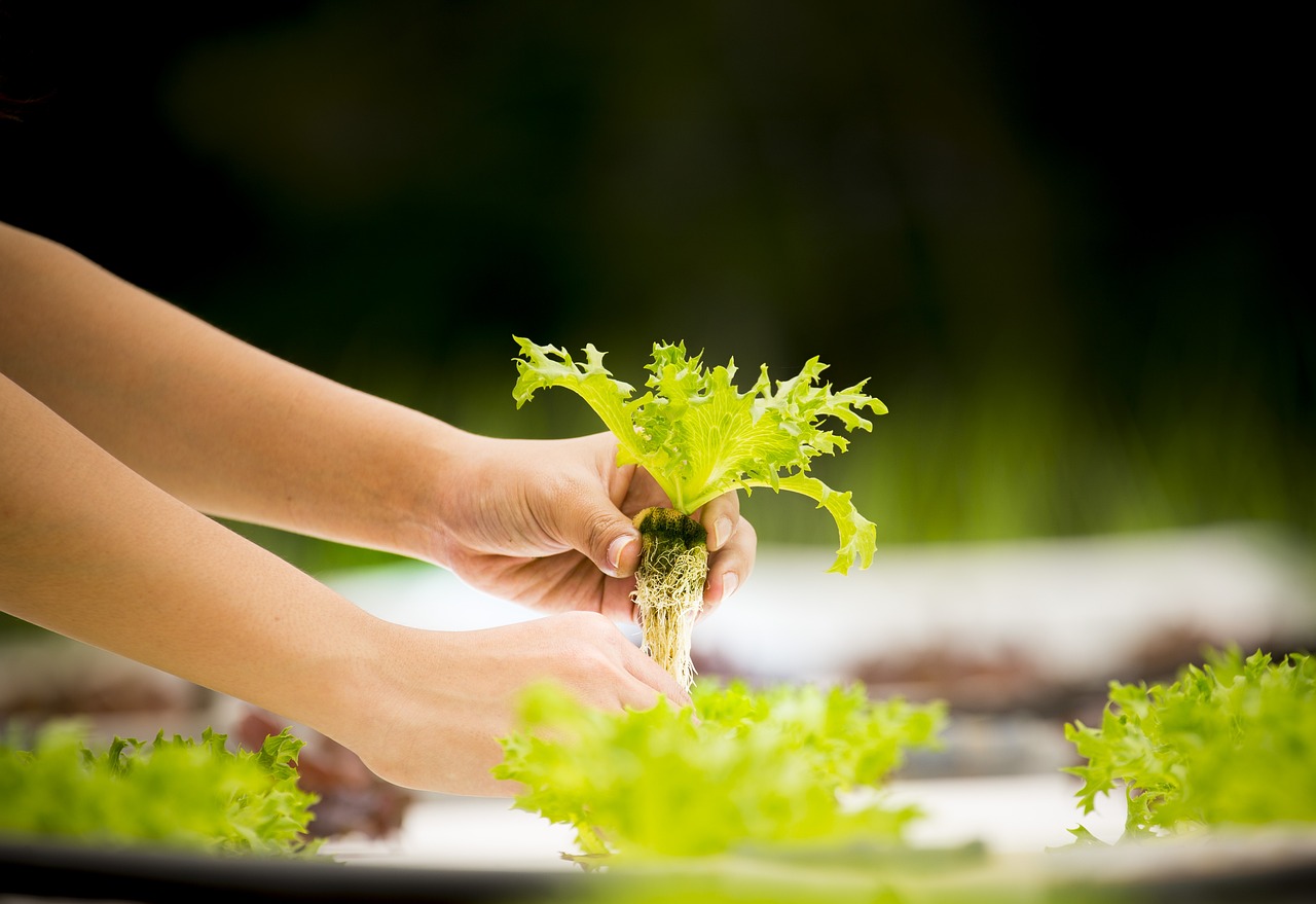 Optimizing Oxygenation: The Art of Introducing Air into Hydroponic Crops